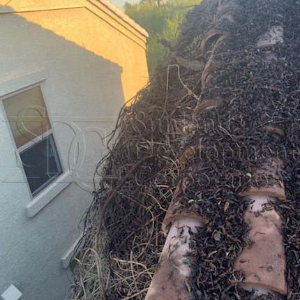 Vines Damage Roof